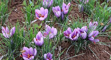 Dünyanın en pahalı baharatını ekti