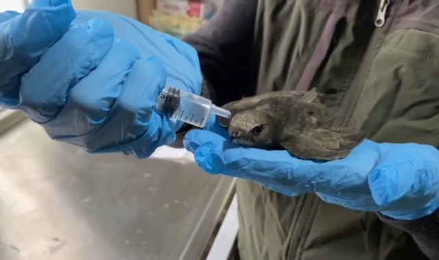 Ebabil şefkatli ellerde hayata tutundu