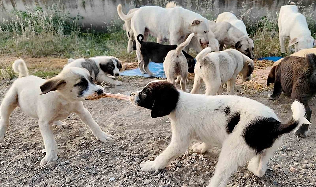 Efeler Belediyesi&#039;nden, sokak hayvanlarına destek