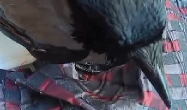 Elleriyle beslediği karga ile arkadaşlık kuran vatandaş, gülümsetti