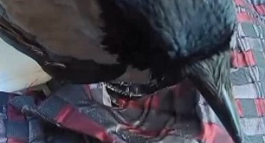 Elleriyle beslediği karga ile arkadaşlık kuran vatandaş, gülümsetti