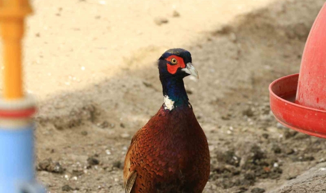 Erbaa Belediyesi, kene hastalıklarına karşı keklik ve sülün yetiştiriyor