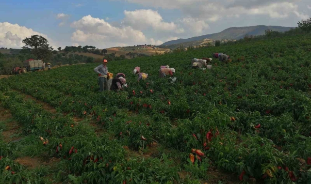 Erzincan kapya biber yetiştiriciliği yaygınlaşıyor