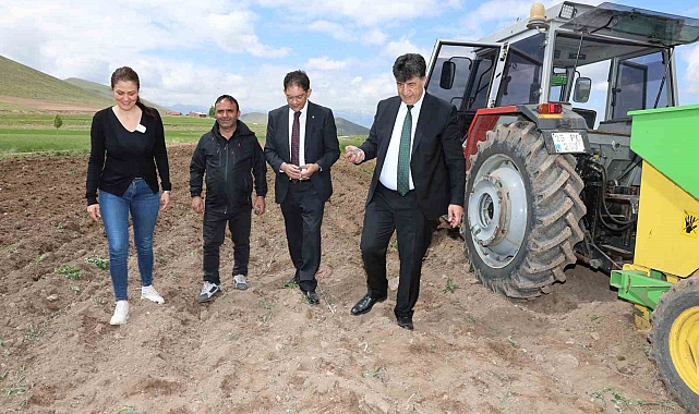 Erzurum&#039;da ilk defa mor patates ekimi yapıldı