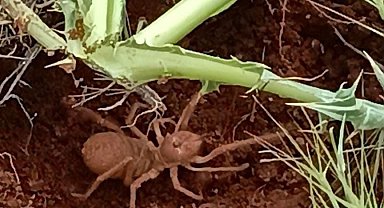 Et yiyen 'Sarıkız Örümceği' Elazığ'da görüntülendi