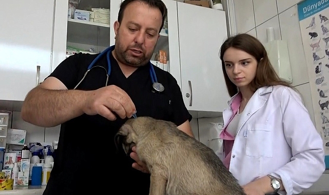 Evcil hayvanları olanlar, keneye karşı uyarıldı