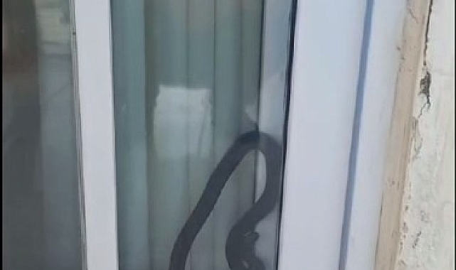 Eve giren yılan paniğe sebep oldu
