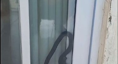 Eve giren yılan paniğe sebep oldu