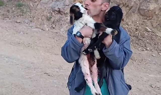 Fenomen çobanın keçi yavrularıyla diyaloğu, izleyenleri kahkahaya boğuyor