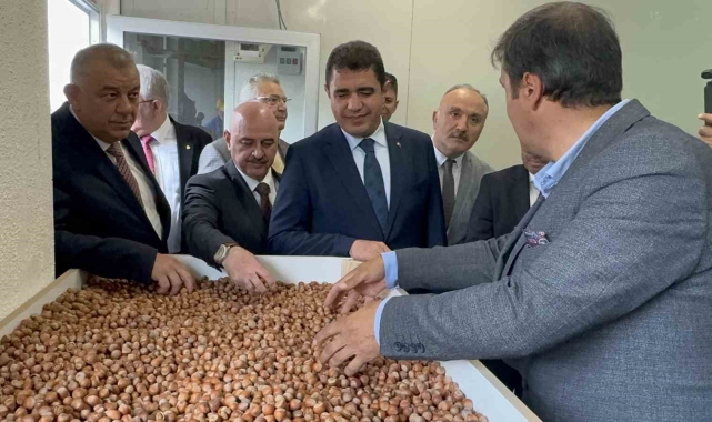 Fındığın ekonomik değeri artacak