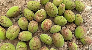 Geçtiğimiz gün etkili olan dolu, kayısı ağaçlarına zarar verdi