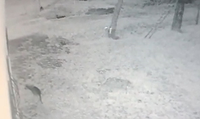 Girdiği iş yerinin bahçesindeki köstebeği avladı