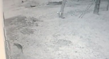 Girdiği iş yerinin bahçesindeki köstebeği avladı