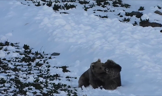 Güreşen ayıların görüntüsü gülümsetti