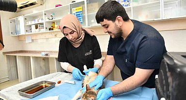Hamile kedi, Modern Hayvan Bakımevi'nde tedavi ettirildi