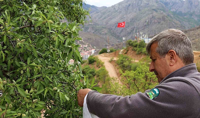 Her yıl meyve vermesine rağmen toplanmadığı için dalında çürüyor