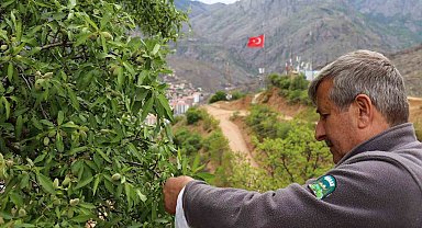 Her yıl meyve vermesine rağmen toplanmadığı için dalında çürüyor
