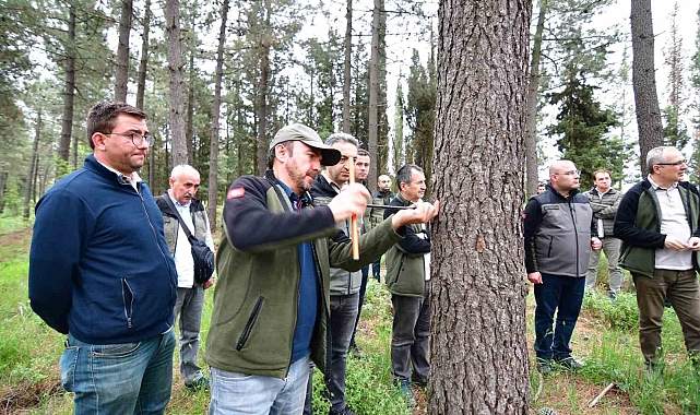 Hızlı gelişen tür ağaçlandırmaları gözlem altında