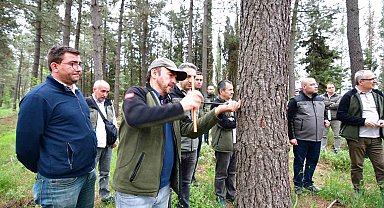 Hızlı gelişen tür ağaçlandırmaları gözlem altında