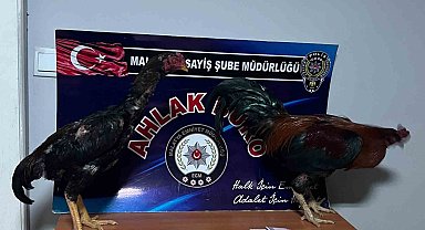 Horoz dövüştürenlere rekor ceza