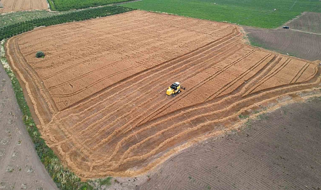 Hububatta sarı pasa dikkat!