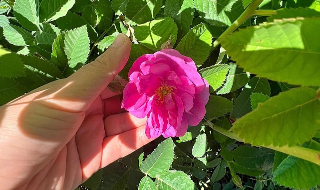 Iğdır’da Gızıl Gül hasadı başladı