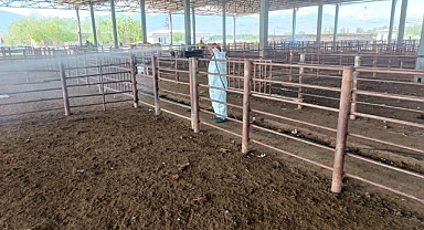 Iğdır’da hayvan pazarı ilaçlandı