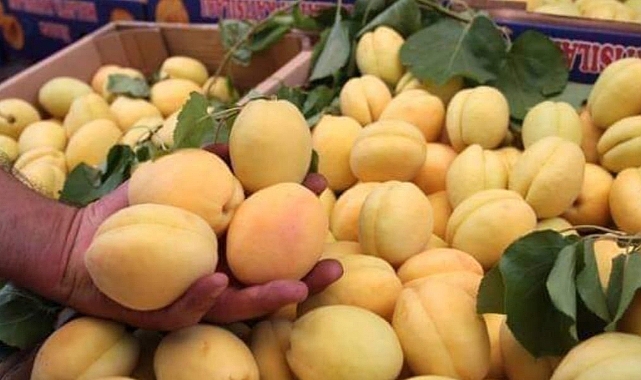 Iğdır’da kayısı sezonu yaklaşıyor. Peki, kayısının faydaları nelerdir?