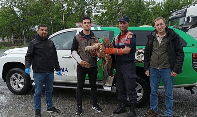 Iğdır’da Nesli Tehlike Altında Olan Kızıl Akbaba Bulundu