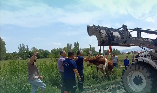 Iğdır’da sulama kanalına düşen inek kurtarıldı