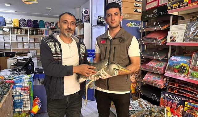 Iğdır&#039;da yaralı gri balıkçıl tedavi altına alındı