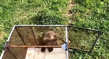 Iğdır’da yavru ayı doğal ortamına bırakıldı