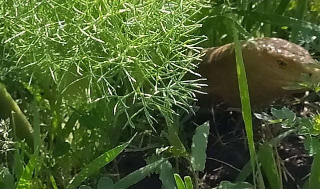 Iğdır’da yılan zannedilen oluklu kertenkele görüldü