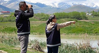 İnci kefalini, kaçak avcılara karşı korumak için yoğun mesai