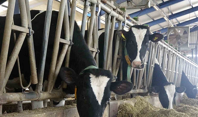 &quot;İneklerin stresleri az olunca süt verimi de artıyor&quot;