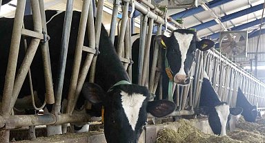 "İneklerin stresleri az olunca süt verimi de artıyor"