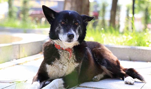 İşkenceye maruz kalan &quot;Lokum&quot; yeniden hayata tutundu