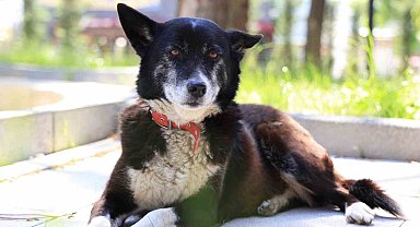 İşkenceye maruz kalan "Lokum" yeniden hayata tutundu