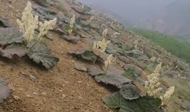 &#039;Işkın&#039; otu boy gösterdi