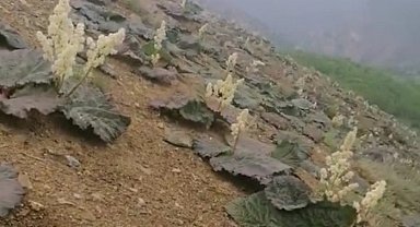 'Işkın' otu boy gösterdi