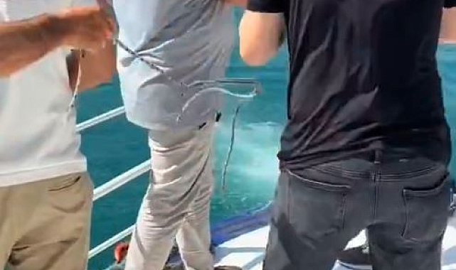 İstanbul Boğazı&#039;nda papağan kurtarma seferberliği