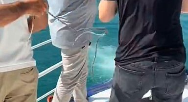 İstanbul Boğazı'nda papağan kurtarma seferberliği