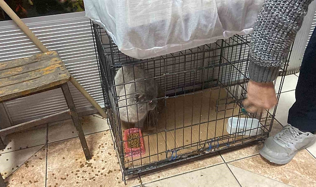 İtfaiye ekipleri, Kolilerin arkasında sıkışan kediyi kurtardı