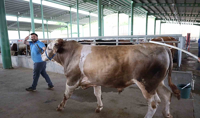 İzmit Belediyesi Modern hayvan pazarına kurbanlıklar gelmeye başladı