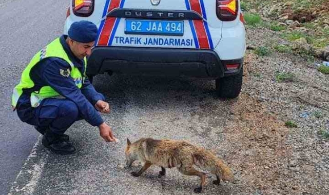 Jandarma ekibi tilkiyi elleri ile besledi