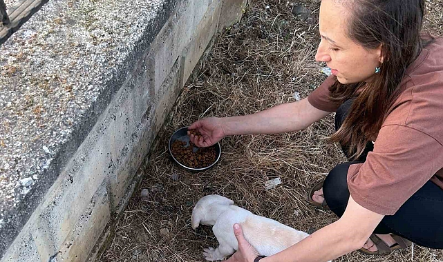 Kafası kapı tellerine sıkışan yavru köpek kurtarıldı