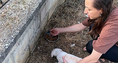 Kafası kapı tellerine sıkışan yavru köpek kurtarıldı