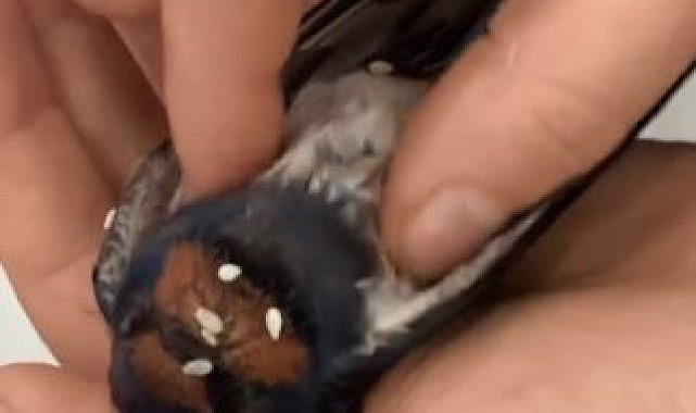 Kalp masajı yapılan kuş hayata döndürüldü