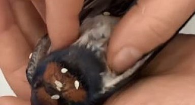 Kalp masajı yapılan kuş hayata döndürüldü