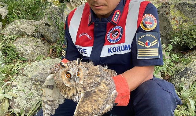 Kanadı kırık baykuşu, jandarma kurtardı